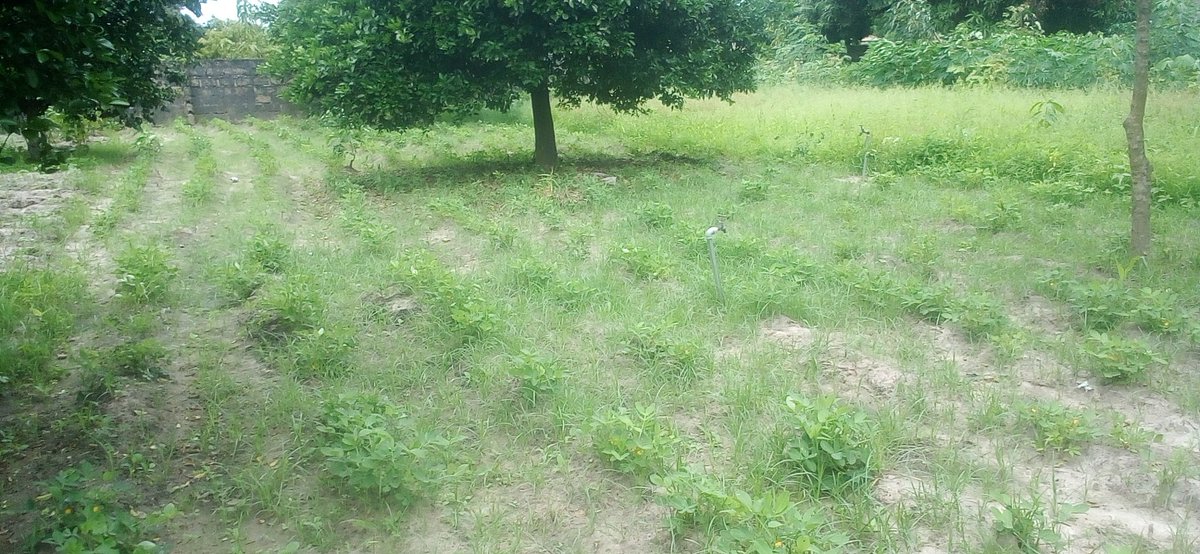 Energyandfun1's tweet photo. When the new market is ready,everybody will have, beside if his Investments, a private Wallet, for his daily needs, this is BCH, and Eggerium Smart Food Farm Association is the entrance ticket to the food market, for everyone who want eat, healthy and clean....
Vegan is Human.... https://t.co/ignrS5FwD6