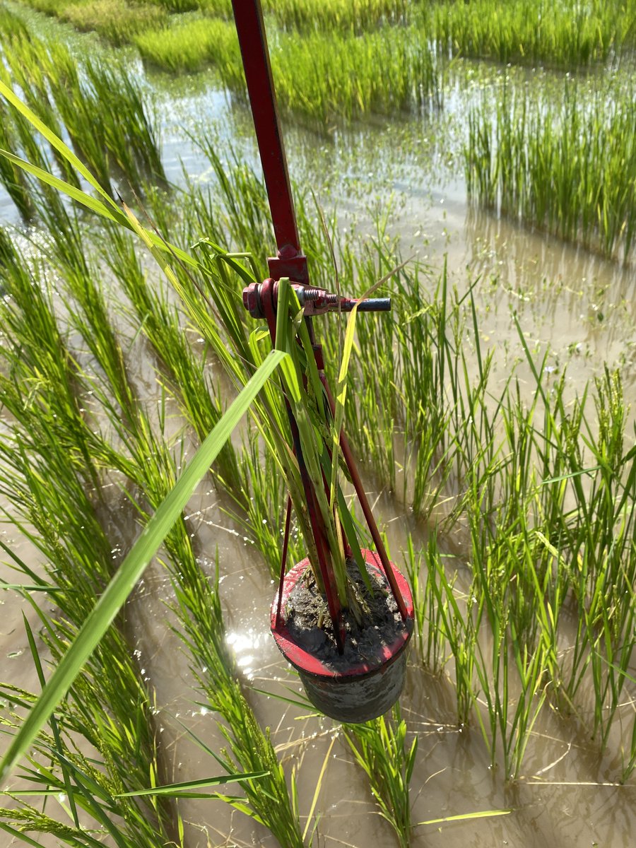 Gurjeet_AgSci's tweet photo. #ResearchUpdate2024 πΊπΈ
Just wrapped up a hectic weekend! Major activity- #Rice harvesting, sample drying, UAV-flights, and soil sample collection at Beaumont Research Station @txresearch @AgriLife @TAMU
Thanks #RiceTeam for your supports .
#RiceBreeding #AgTech #Agriculture https://t.co/2kIn1fuAFw