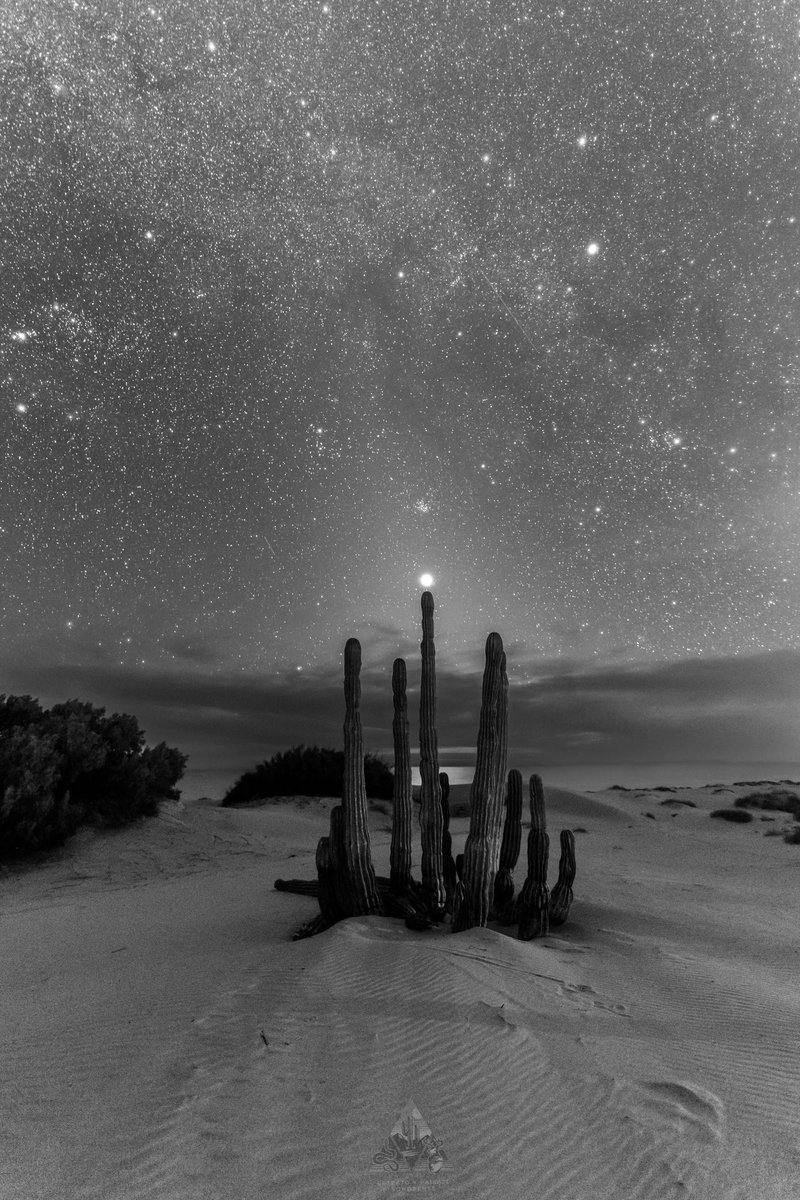 GGerardox2's tweet photo. El planeta Venus sobre cardón enterrado en las dunas, al fondo el hermoso mar de Cortez. 
SONORA. https://t.co/TlkSlZcxVC