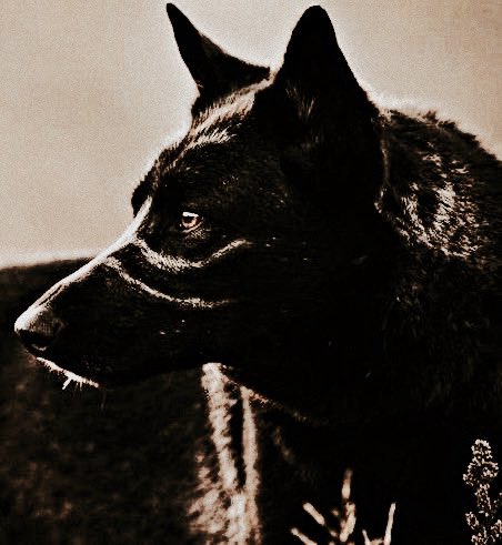 Hector Grey tweet media