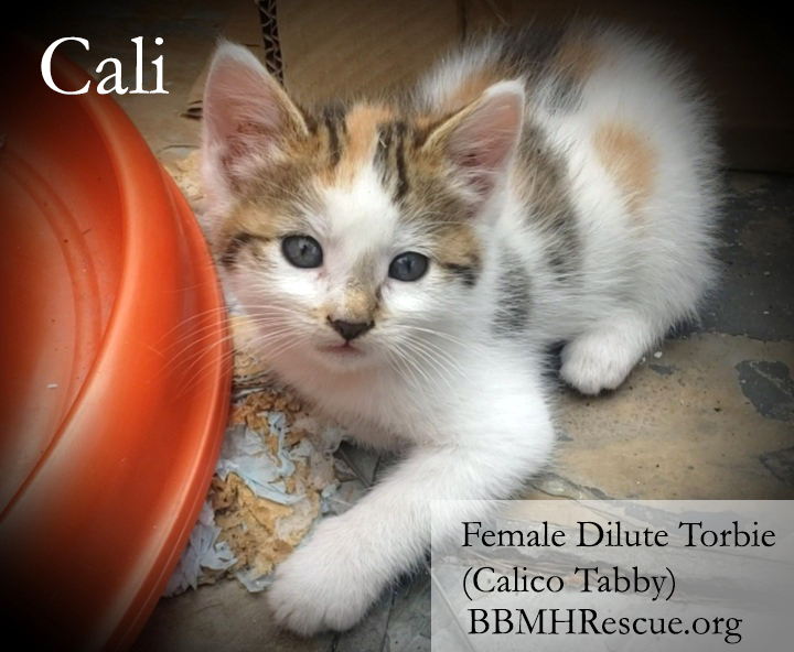 BBMHRescue's tweet photo. BBMHR PetSmart #Temecula Adoption Event Sat 8/17 from 10 AM to 1 PM 🐱❤🐺😍🐾 - https://t.co/Qt7t00Dbds https://t.co/zo0GQA2Ycx