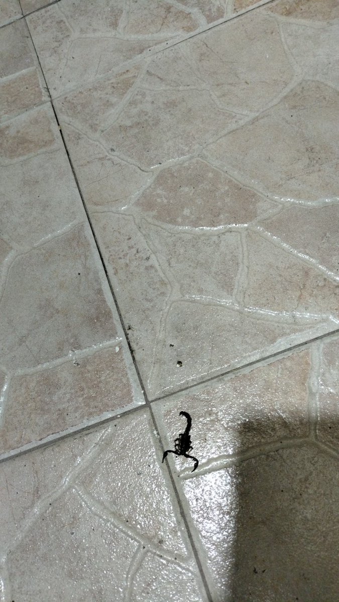 eryhigh's tweet photo. @marthadebayle @Arachno_Cosas Es de importancia medica? https://t.co/8NkUVRPzdI