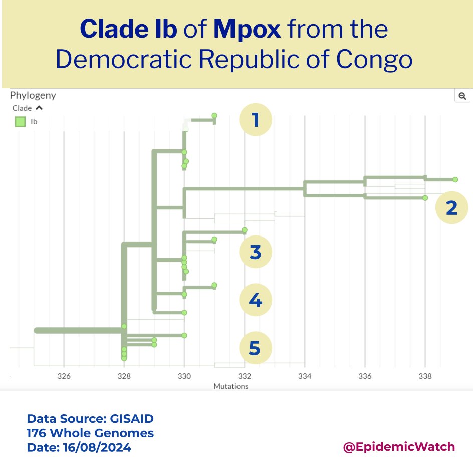 vinodscaria's tweet photo. The Phylogenetic map of Clade Ib #mpox genomes from DRC reveals a number of sub-lineages potentially suggesting continued and persistent transmission of the virus from the estimated Sept 2023 introduction.
Data: @GISAID / @EpidemicWatch https://t.co/YlVhgvkcfe