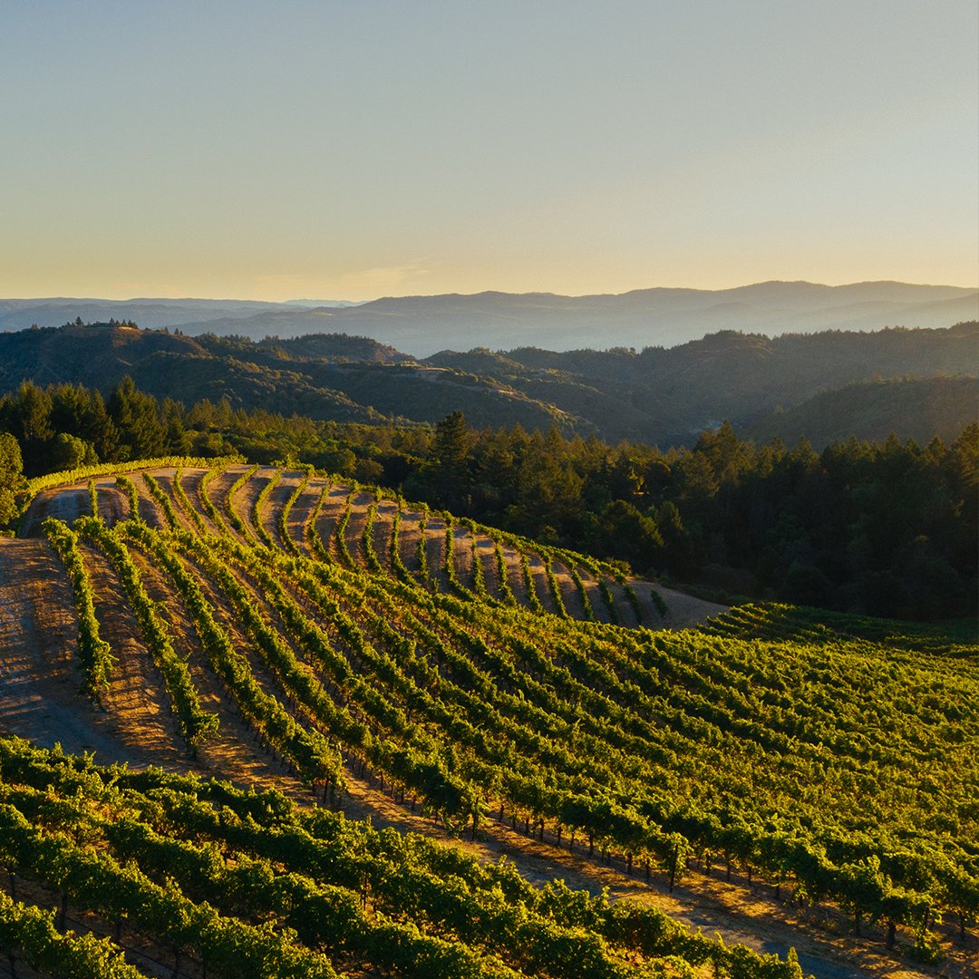 CardinaleWinery's tweet photo. Venture outdoors &amp; discover one of the defining sites in every bottle of Cardinale: our organically farmed Mt. Veeder vineyards. Enjoy a seated tasting in our private bungalows while taking in the panoramic views. Reserve the Mt. Veeder Experience at https://t.co/kEtW0nAf6d. https://t.co/HaEUa2ldAA