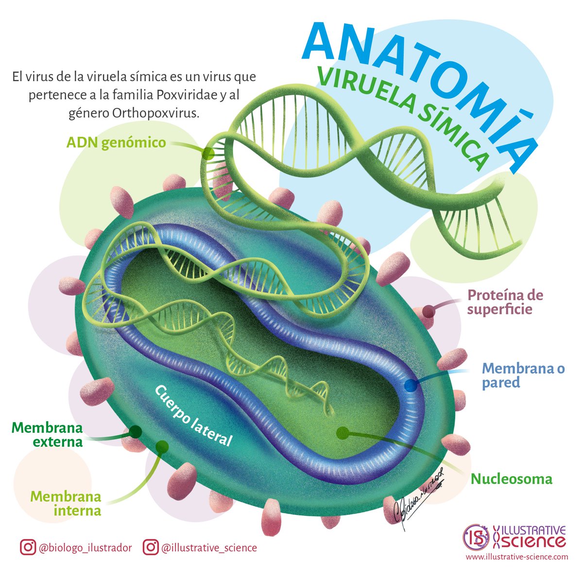 bioilustrador's tweet photo. Anatomía de la viruela del mono o símica. De libre uso para estar siempre informados 🫰🏽 https://t.co/GU0uk2gQxk