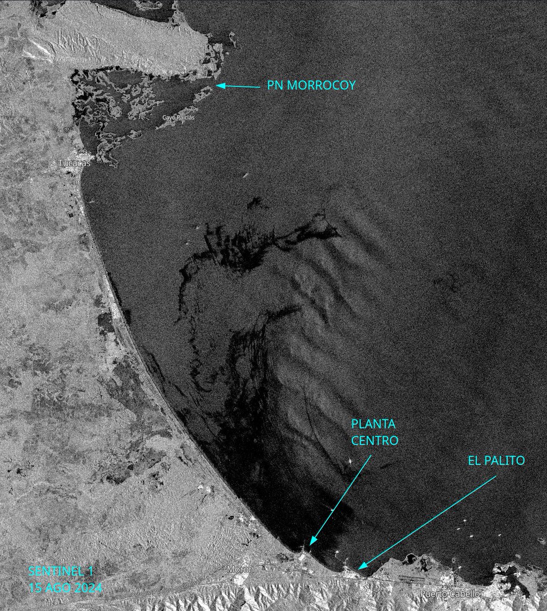 diodon histrix tweet media