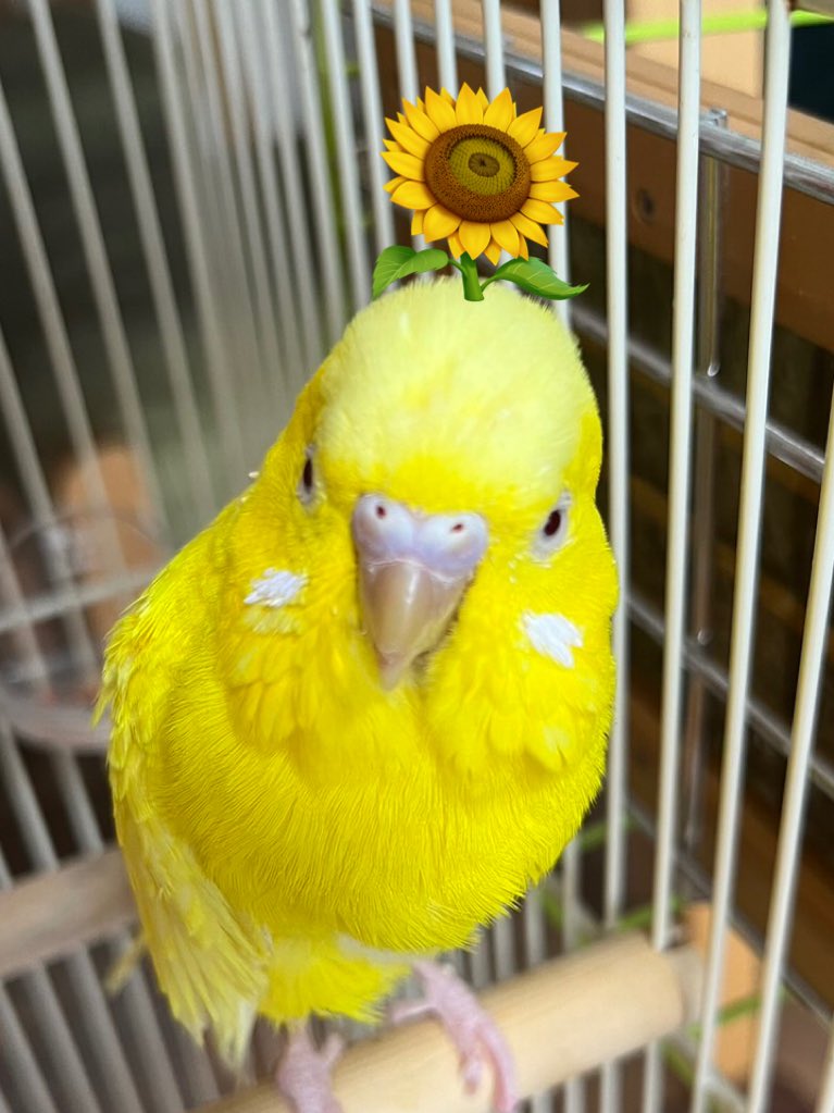 うちの可愛い家族❤️
いつまでも元気でいてね😃

#鳥のアタマにひまわり