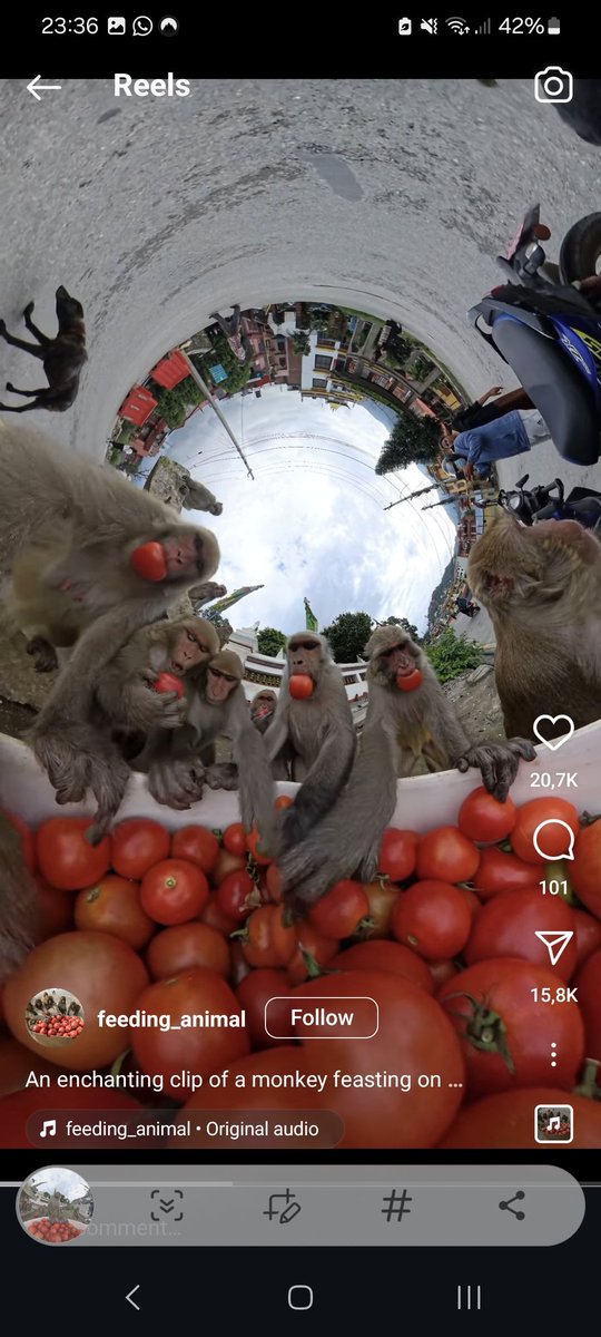 TrengoveDaniel's tweet photo. My brother sent me this video I hope they get bananas next time :) https://t.co/VR9jeiPUjE
