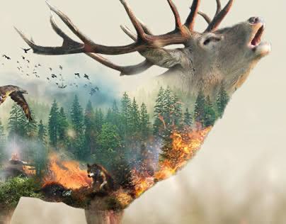 Hala halaaaa aynı şeyler söyleniyor “can kaybı yok” Bu nedir biliyor musunuz? Bu insan dışındaki her şeyi yok saymak! Bu insanı dünyanın tek hakimi sanmak! Bir açın artık şu dimağınızı! Bir öğrenin artık! Can kaybı var!! 
Ağaçlar, toprak, börtü, böcek, yaban hayvanları, kuşlar,