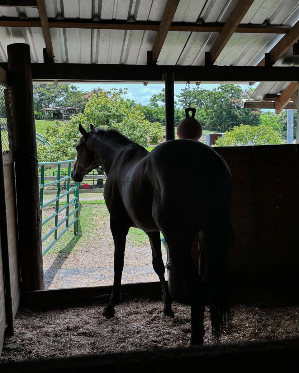 Chrissy_Ottb's tweet photo. ‼️Chris And Dave was retired to @CaribbeanOTTB  by his connections 🙌🙌🙌🙌🥰🥰🥰🥰🙏🙏🙏🙏 https://t.co/nHTwyk1uLO