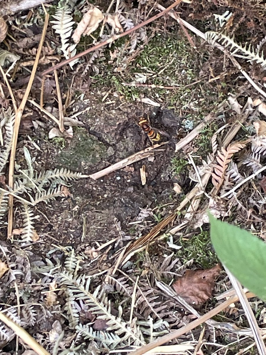 airborneyellow's tweet image. During a local walk this afternoon: European #hornet nest in probably an old vole / mouse hole (poor photos at max phone magnification - thought it unwise to get closer &amp;amp; block their flight path), and kite-tailed #robberfly
@NorfolkNats