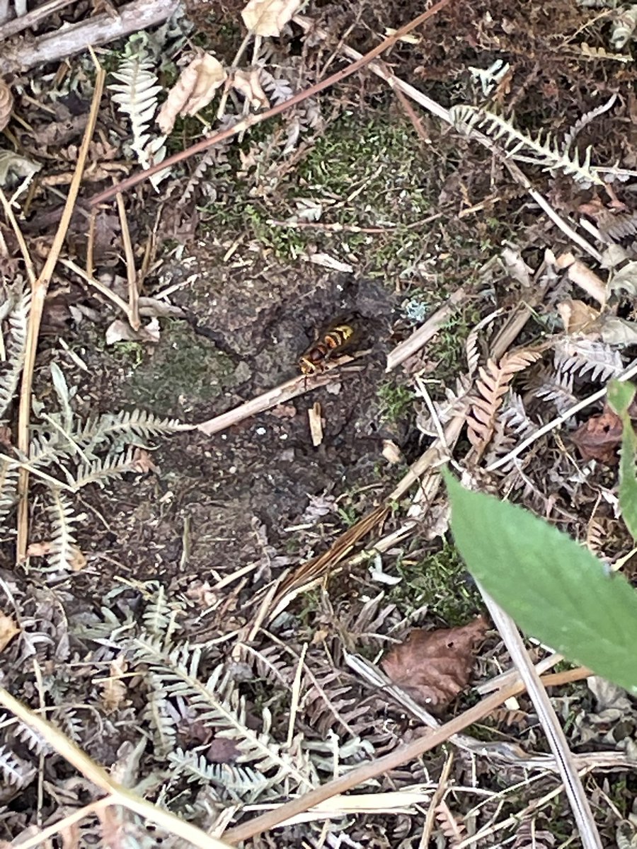 airborneyellow's tweet image. During a local walk this afternoon: European #hornet nest in probably an old vole / mouse hole (poor photos at max phone magnification - thought it unwise to get closer &amp;amp; block their flight path), and kite-tailed #robberfly
@NorfolkNats