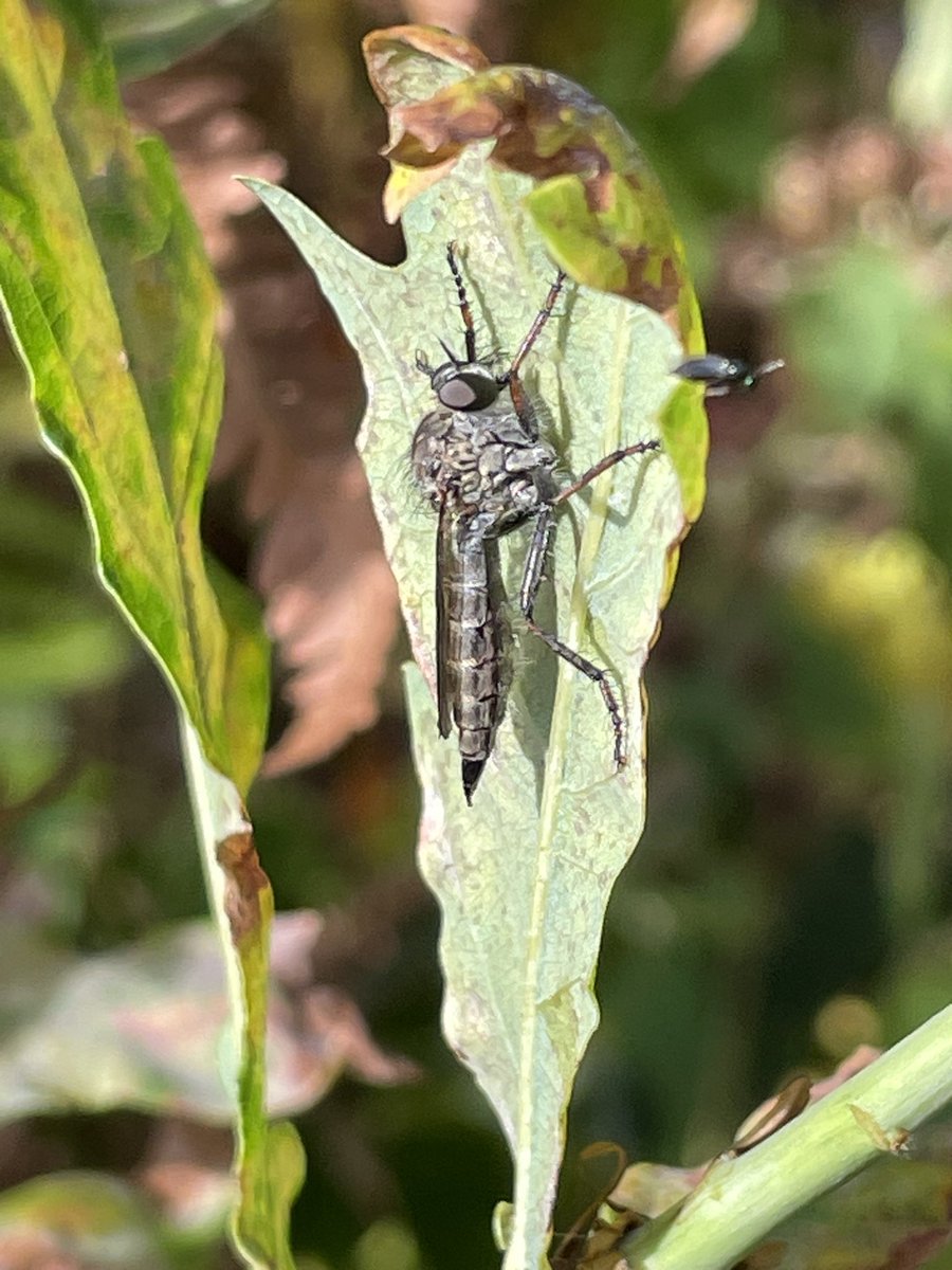 airborneyellow's tweet image. During a local walk this afternoon: European #hornet nest in probably an old vole / mouse hole (poor photos at max phone magnification - thought it unwise to get closer &amp;amp; block their flight path), and kite-tailed #robberfly
@NorfolkNats