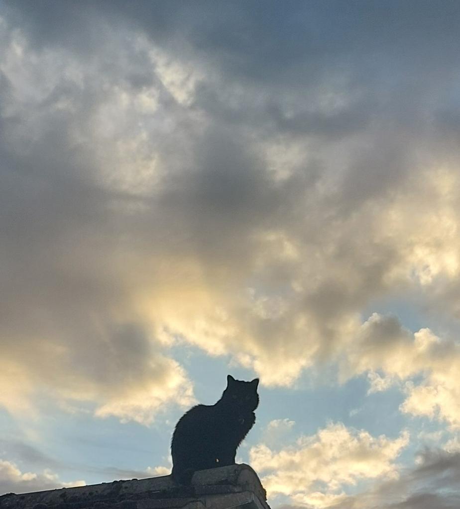 andyrees (@andyrees) on Twitter photo Sal watching the sunset #CatsNoirFriday #catstagram #CatsLover #CatsOfTwitter #CatsOfX #CatsOfX #cats <a href="/catsofinstagram/">Cats of Instagram</a> <a href="/PostsOfCats/">Posts Of Cats</a> <a href="/Cats/">Cats</a> Sal watching the sunset #CatsNoirFriday #catstagram #CatsLover #CatsOfTwitter #CatsOfX #CatsOfX #cats <a href="/catsofinstagram/">Cats of Instagram</a> <a href="/PostsOfCats/">Posts Of Cats</a> <a href="/Cats/">Cats</a>