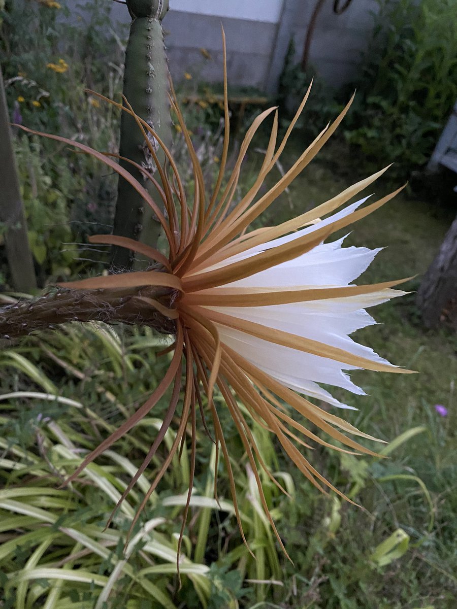 G27Marco's tweet photo. Le spectacle est avancé 21:10 la #floraison spectaculaire et exceptionnelle #fleur #selenicereus #selenicereusgrandiflorus #plante #jardin #cactees. https://t.co/sdejBFnNIt