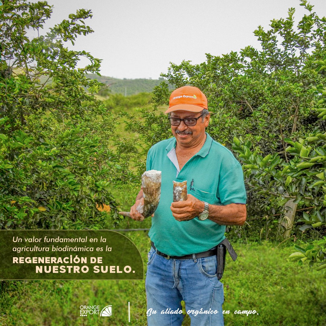 Nuestro enfoque garantiza que la capa de humus del suelo crezca de forma continua, lo que secuestra carbono y, por lo tanto, es de gran importancia en vista del #cambioclimático.