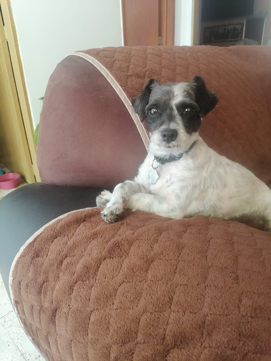 Alina_Gag's tweet photo. Comparto fotos y texto de Marco: 

Hola, me llamo oddie y busco una familia, tengo 1 añito y 3 meses, soy muy juguetón y quiero encontrar una familia que me quiera mucho y me tenga mucha paciencia pues aún estoy chiquito, convivo con otros perritos y prometo portarme bien. https://t.co/hbQB9y5htY