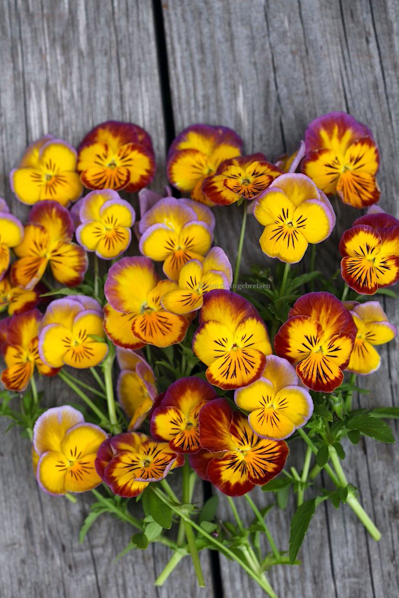 Stemor / Viola 'Ultima Radiance Mixed' is really radiant 😁