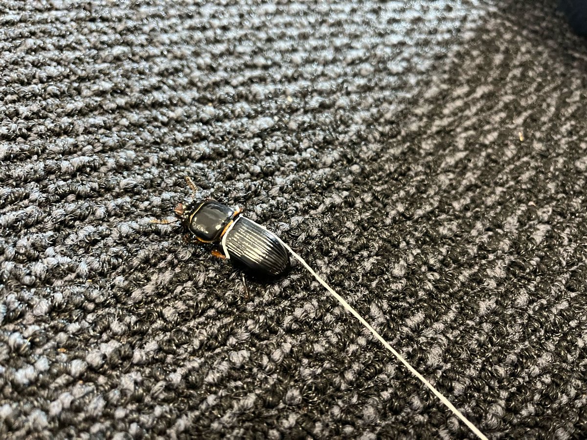 WestlaneMS's tweet photo. Biology students were observing Bess Beetles to see what types of behavioral and physical adaptations make them so strong. They then were able to use quantitative data and qualitative observations (body parts, size, behaviors) to predict biological fitness. https://t.co/LIo27adVG6