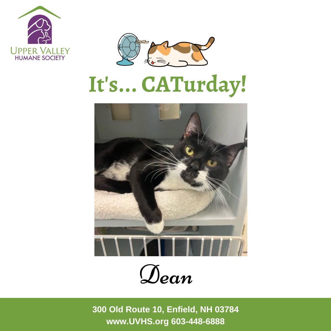 UVHumaneSociety's tweet photo. Where are our tuxedo lovers? 🐈‍⬛

Meet Dean! This handsome fella is a wonderful tuxedo kitty who is eager to meet people! He is very vocal and not shy about letting you hear his pretty voice! Dean enjoys being as close to you as possible. 
(603) 448-6888. https://t.co/Kki0e1VqDU https://t.co/yPJpM9Su0r