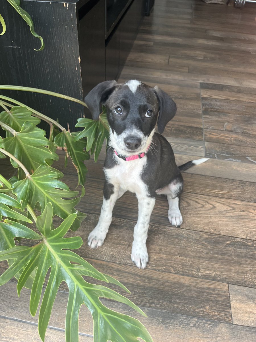 Alina_Gag's tweet photo. Comparto fotos y texto de @rdgzzzz 

Hola! Soy Ramona 🐶. Tengo a penas cuatro meses. Hace un mes, cuando era todavía más chiquita, una familia me encontró sola y con mucho miedo cruzando la carretera😣😔, y decidió detenerse para llevarme con ella y encontrarme un hogar, pues https://t.co/CSOR8PpAHr