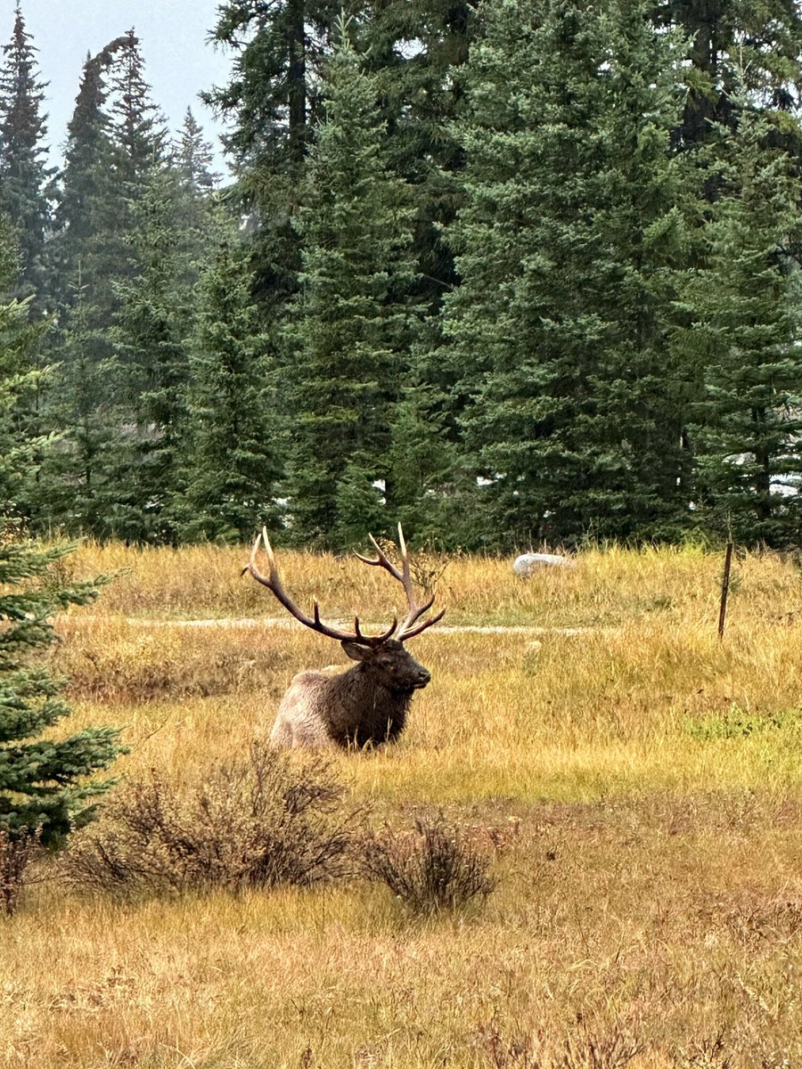 pvtistes's tweet photo. On a testé pour vous : les fameuses Rocheuses canadiennes 🏔️

➡️ Itinéraire d’une semaine dans l’un des plus beaux lieux du Canada : https://t.co/IseYFMD9Le

#itinéraire #voyage #Rocheuses #Canada #pvtistes https://t.co/EiwREHAcbb