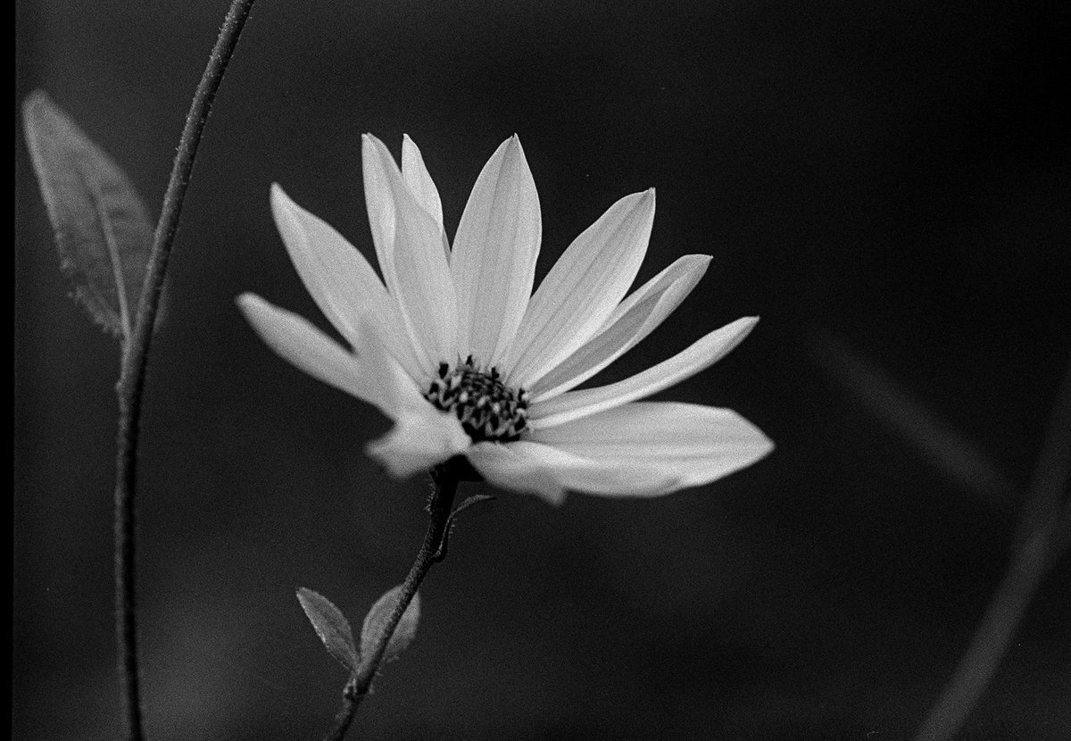 ian0nai's tweet image. Scanning some negatives. #hp5