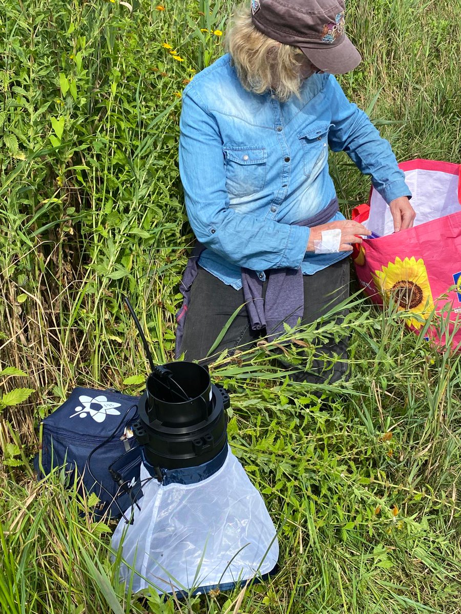 Sunny Hill Lass (AKA Anna) (@lasshill) on Twitter photo Part 2..The Mosquito trap is a clever piece of kit <a href="/VB_RADAR/">Vector-Borne RADAR</a> <a href="/UKHSA/">UK Health Security Agency</a> <a href="/_BTO/">BTO</a> It has a fan, operated by a power pack. There is a flap at the top which sends the mozzi's into a catching bag. It also has a carbon dioxide generator and a Mosquito Lure which mimics skin scent. Part 2..The Mosquito trap is a clever piece of kit <a href="/VB_RADAR/">Vector-Borne RADAR</a> <a href="/UKHSA/">UK Health Security Agency</a> <a href="/_BTO/">BTO</a> It has a fan, operated by a power pack. There is a flap at the top which sends the mozzi's into a catching bag. It also has a carbon dioxide generator and a Mosquito Lure which mimics skin scent.