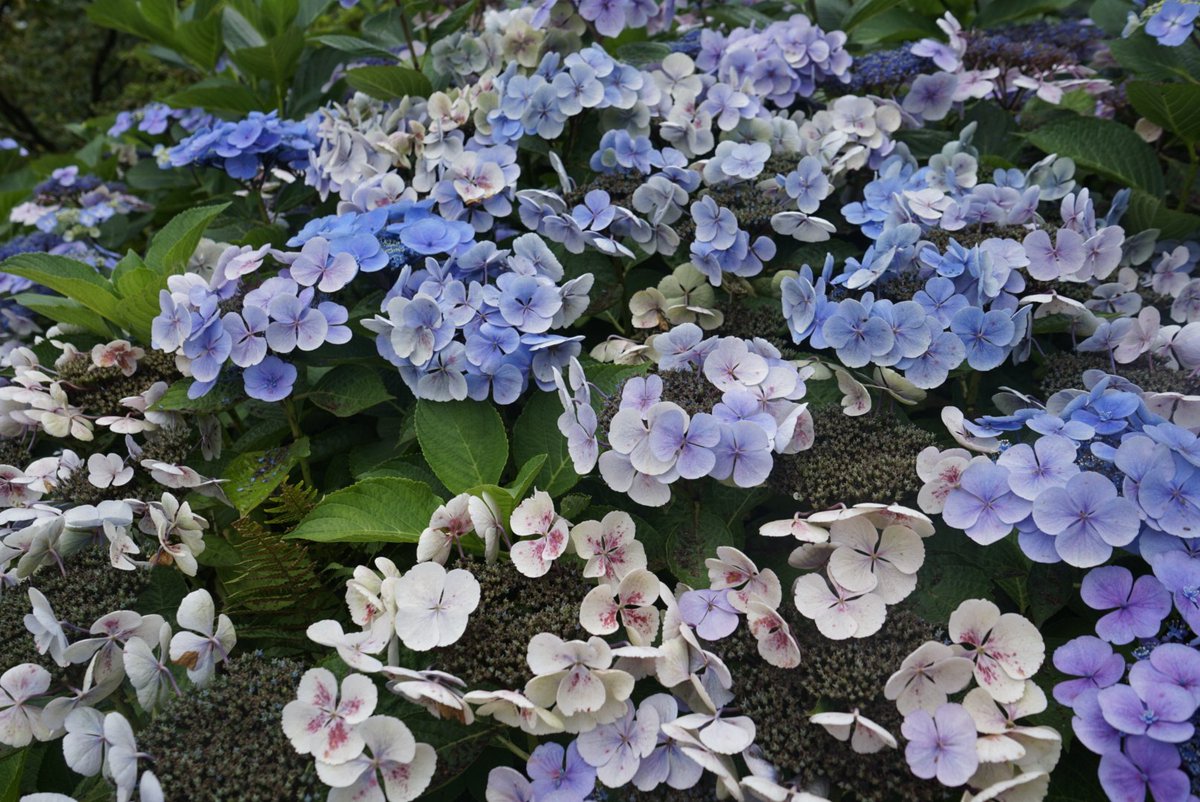 peacozy's tweet image. 