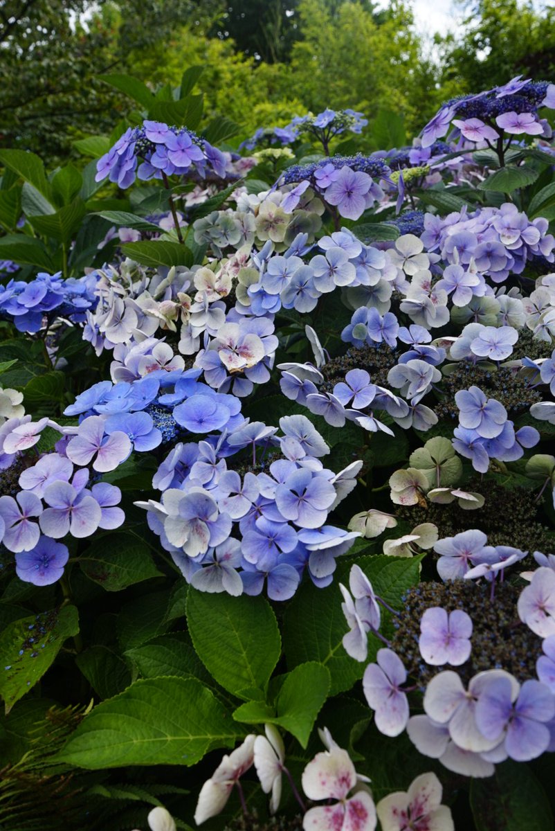 peacozy's tweet image. 