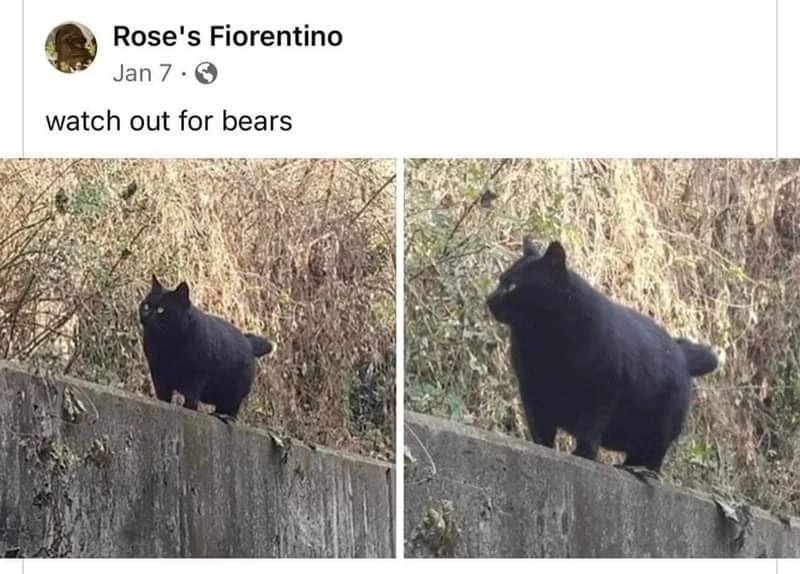 PunchingCat's tweet image. 