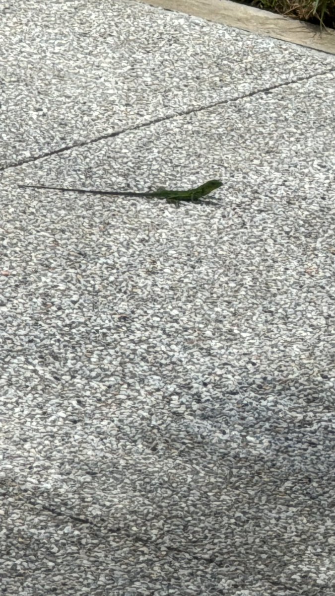 Geckos are everywhere !