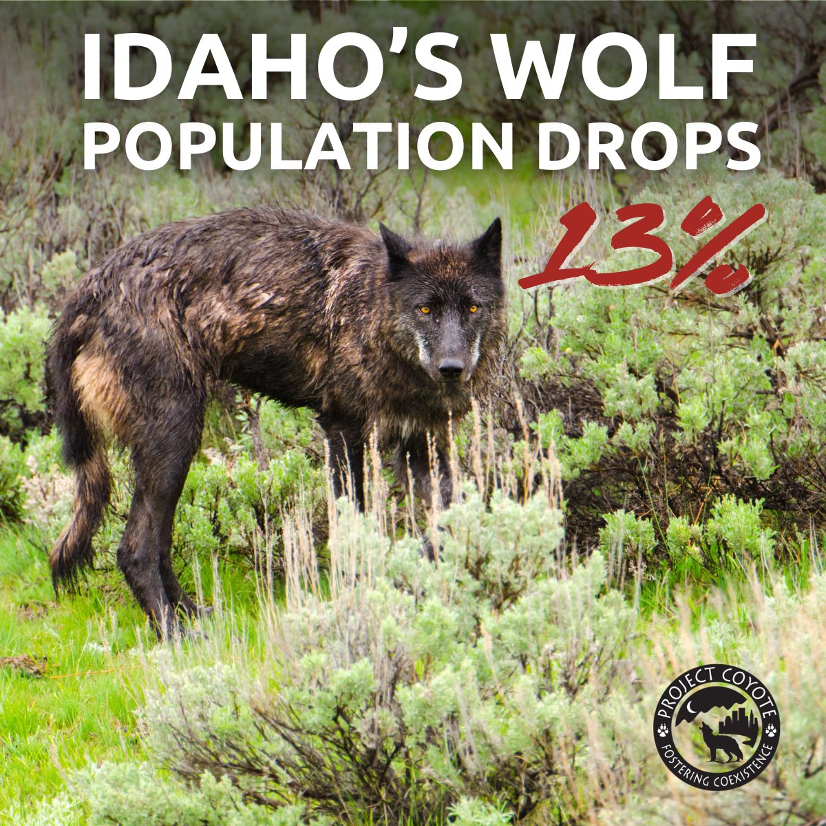 ProjectCoyote's tweet image. Idaho&apos;s harsh wolf policies have led to a 13% drop in the state&apos;s wolf population. With 420 wolves killed in 12 months, mostly by hunters and trappers, the state&apos;s goal to reduce the population to 500 is both ethically troubling and ecologically damaging. #ProtectAmericasWolves