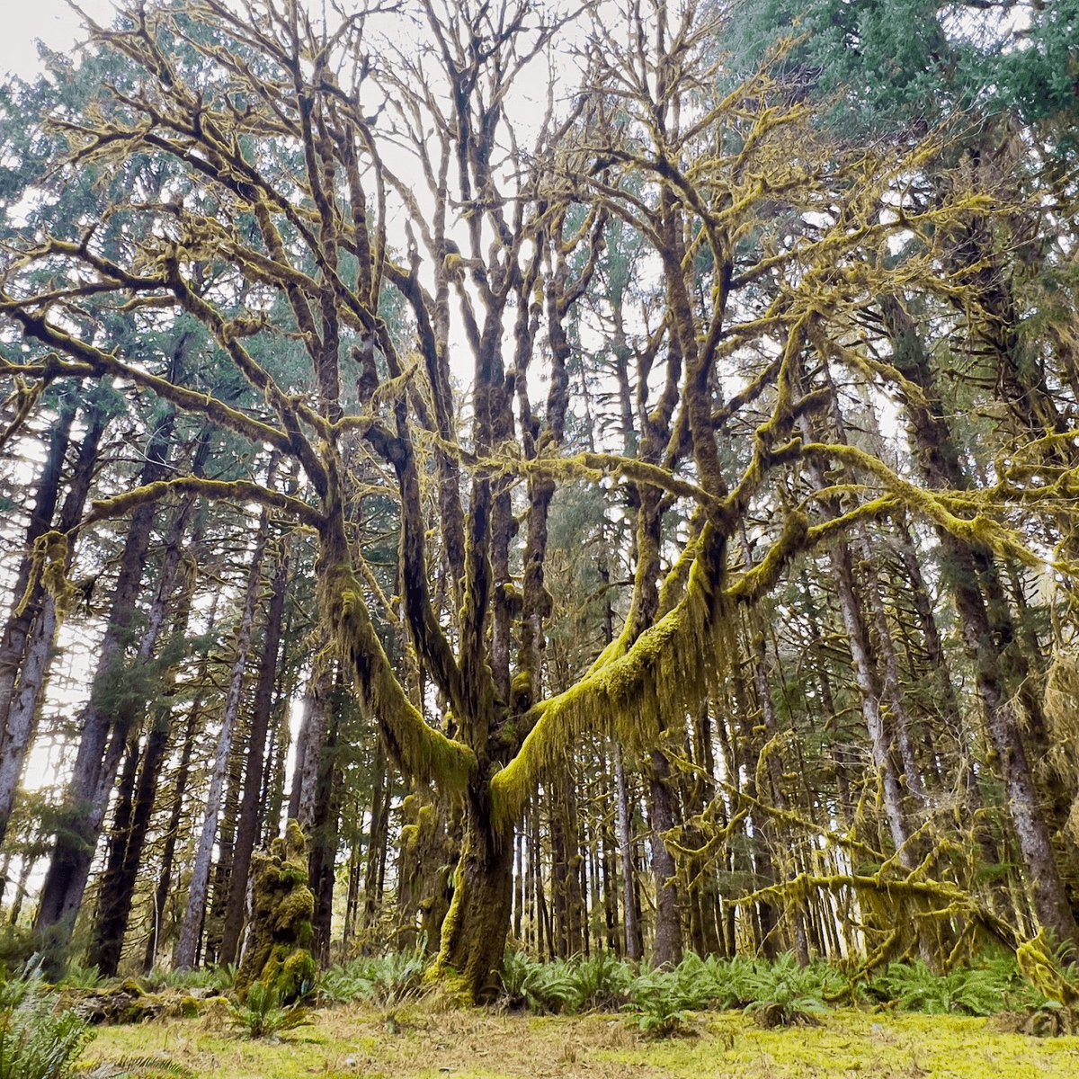 WildlifeSound's tweet image. The Restricted Runner-Up in the Species Class is Andy Martin with : Bull Elk After Dark, Winner Takes All.

Congratulations Andy! 👏👏

📸 bull-elk-sparring (CC0 Public Domain)

#wildlifesound #wildlifesoundrecording #naturesounds @NWSoundscapes