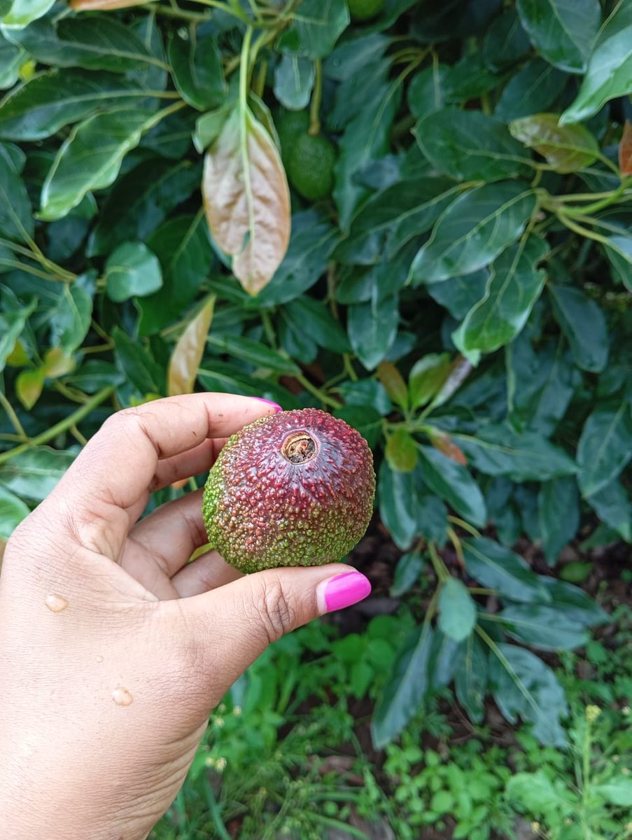Right Cohen 🇺🇬 (@rightcohen) on Twitter photo What causes pre-mature falling of avocado fruits???
How can this be prevented or controlled???
*Let us help the farmer.
📸 @_TheFarmerGuide
Comment, Like and Repost.
*Follow <a href="/RightCohen/">Right Cohen 🇺🇬</a> for daily farming News, Advice and Discussions.
#LetsFarmTogether What causes pre-mature falling of avocado fruits???
How can this be prevented or controlled???
*Let us help the farmer.
📸 @_TheFarmerGuide
Comment, Like and Repost.
*Follow <a href="/RightCohen/">Right Cohen 🇺🇬</a> for daily farming News, Advice and Discussions.
#LetsFarmTogether