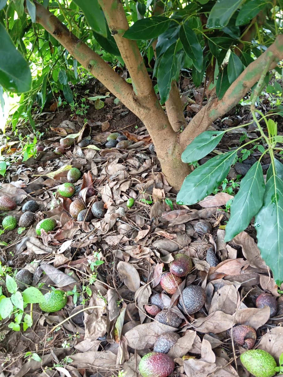 Right Cohen tweet media