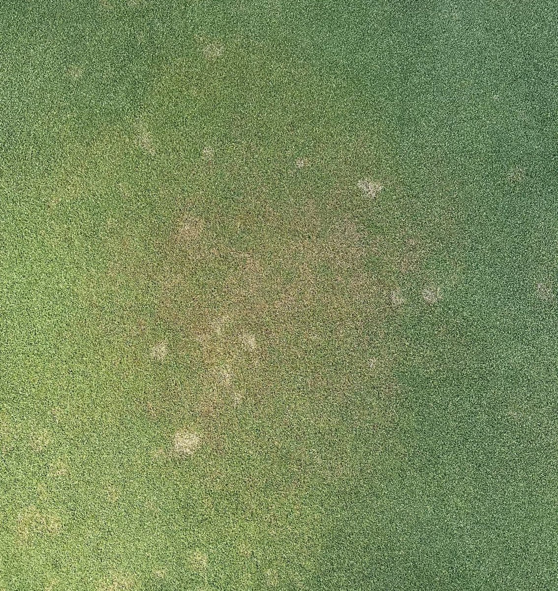 The trifecta #dollarspot #anthracnose #brownpatch #bentgrass