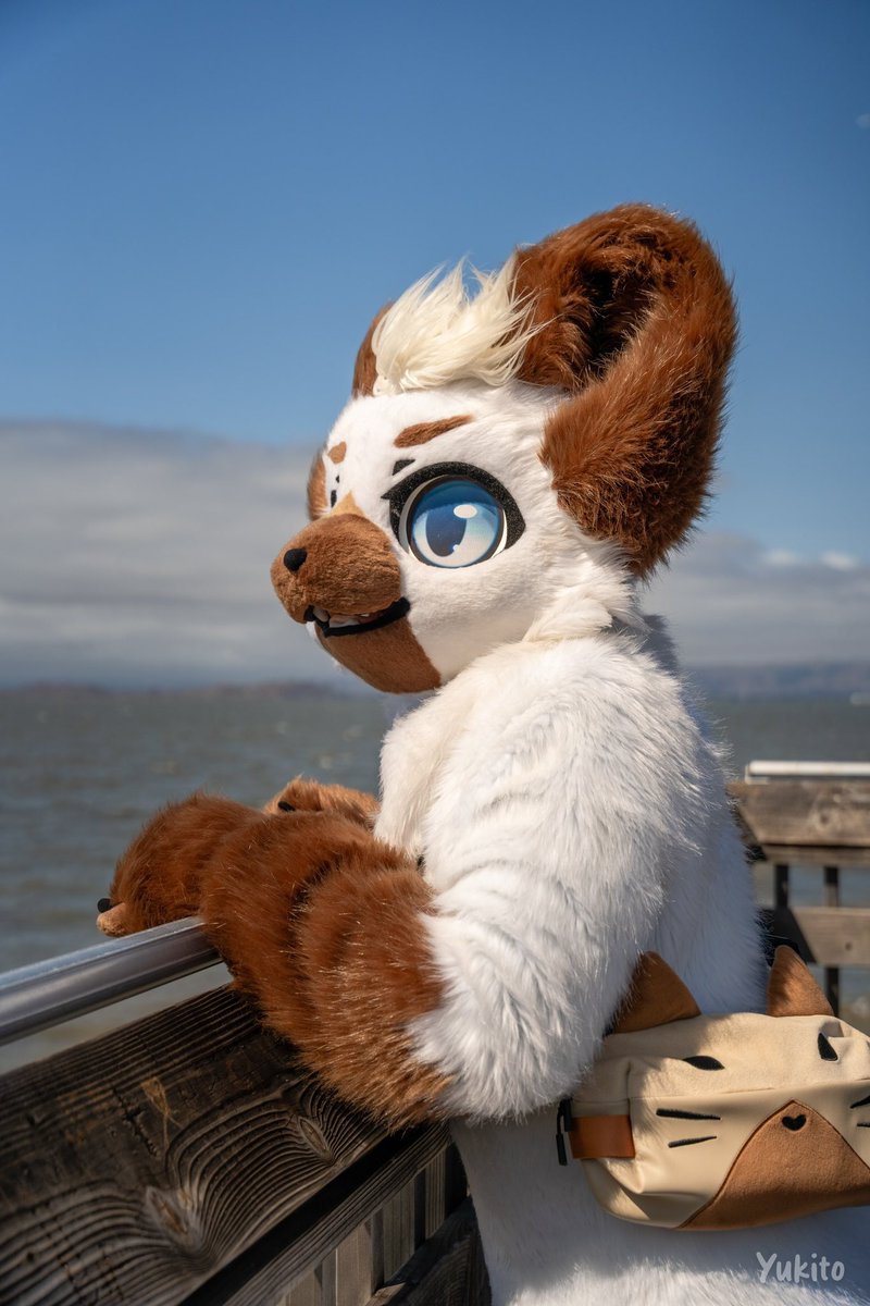 cat_with_bowl's tweet photo. wimdy 💨

#FursuitFriday 
📸: @YukitoTheFox https://t.co/mjmiChUK9h