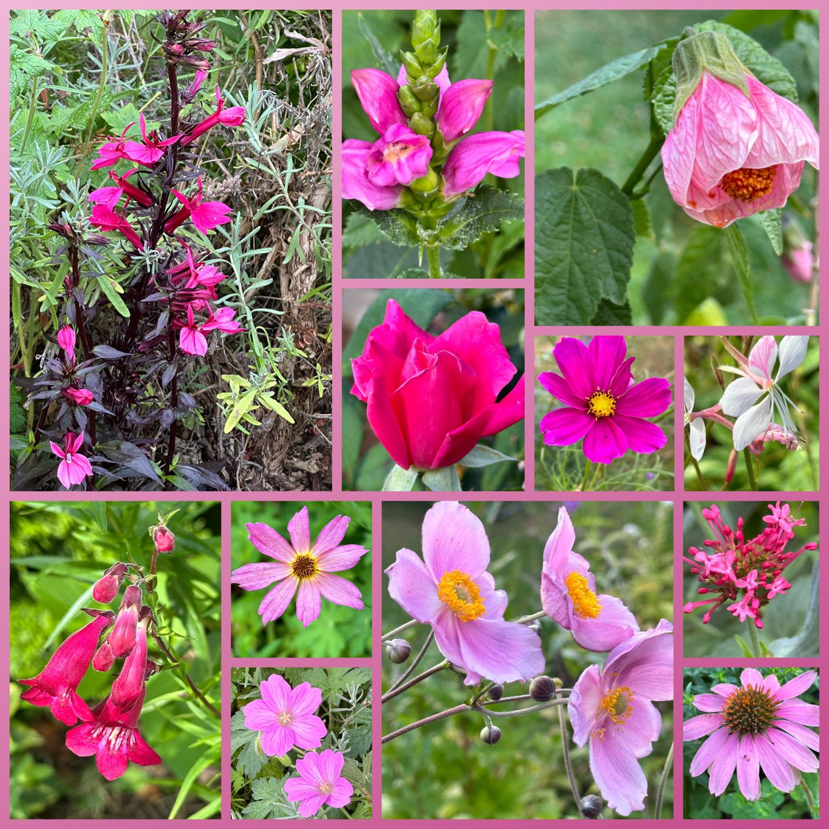 Pleased with the colour still in #MyGarden this mid-August #FridayPink #Flowers #Gardening