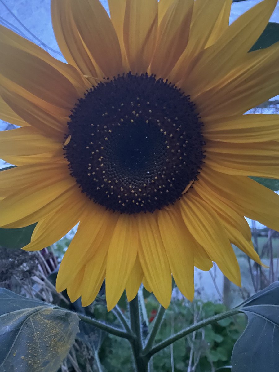 jennyferbarry's tweet photo. Sleeping sunflower https://t.co/Io89WjiNi8