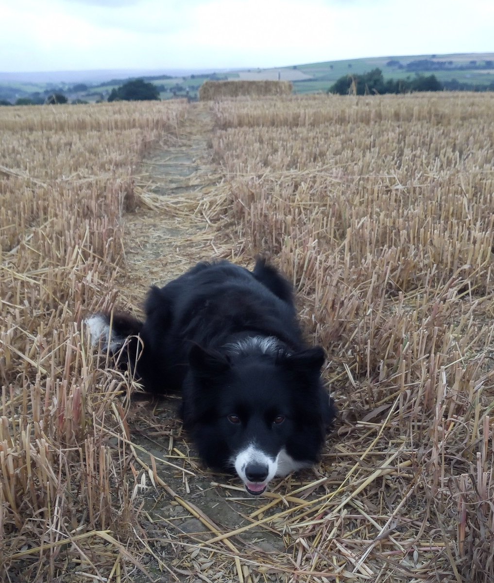 CollieDora's tweet photo. Oh no. Mr Farmer chopped all the funny grass down. Hoomans need to try walking on this stuff without yer shoes. https://t.co/usJECLcWgo