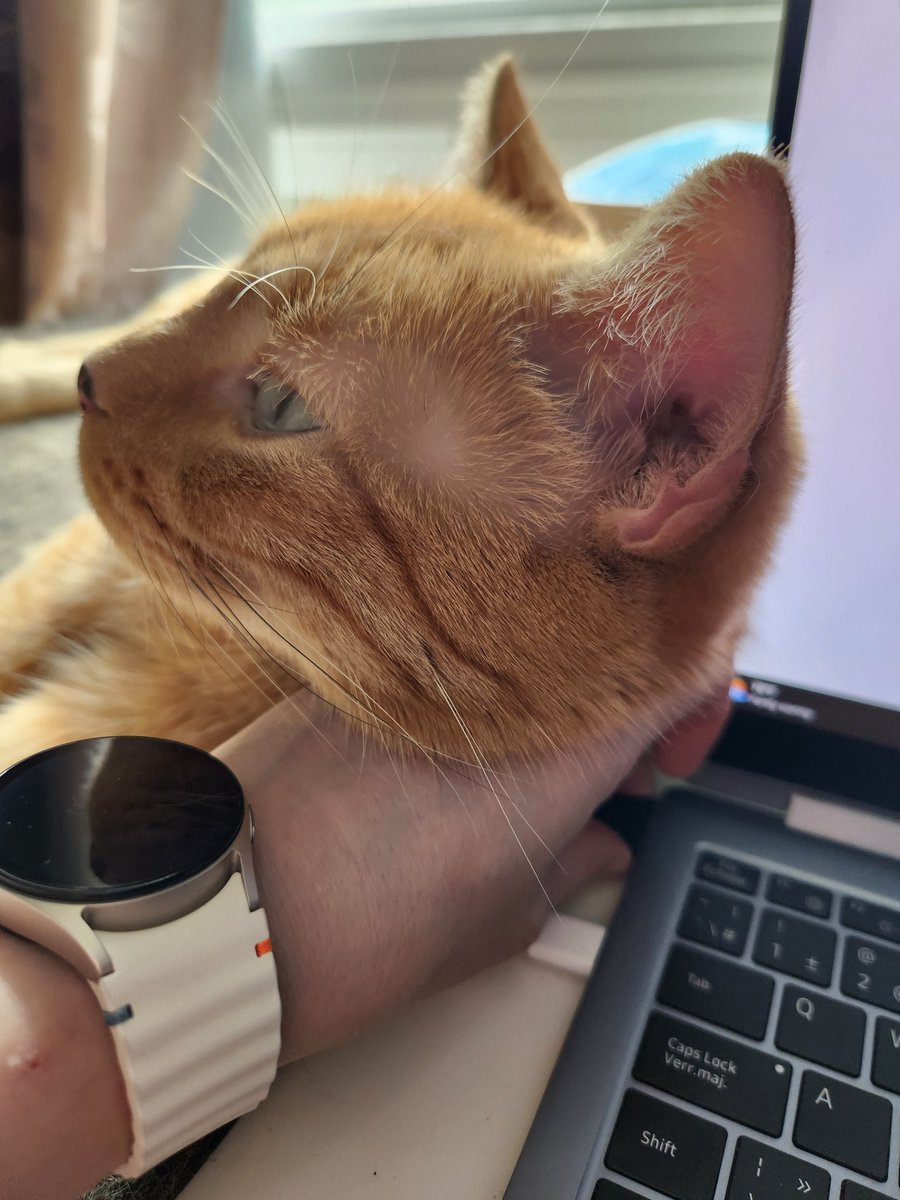 AgilitywAmanda's tweet photo. Went to plug in my laptop and Oliver was zero help 😅 he just leaned into my hand like it was only there for him lol 🥰 #catcoworker https://t.co/EvGVcUBsGJ