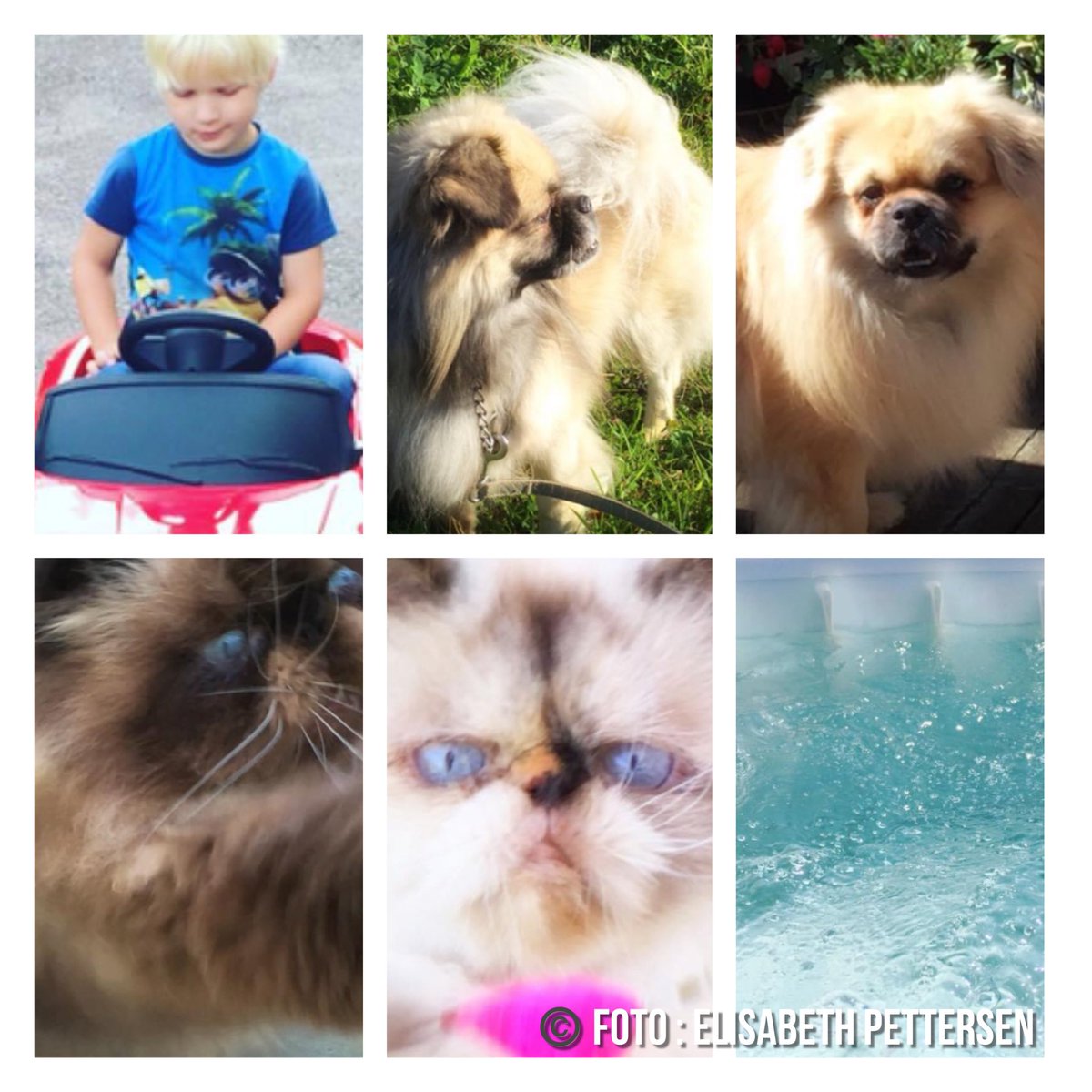 ElisabethPett19's tweet photo. Herlige gamle minner av sønnen min , Bentley , Leo , Eros , Kitty og Jacuzzien min for nøyaktig syv år siden .#Summertime #Countryside #loveyoumissyoumeanit #countryon #closingtimeincalifornia #lukebryan https://t.co/BMfrXU0lQ9