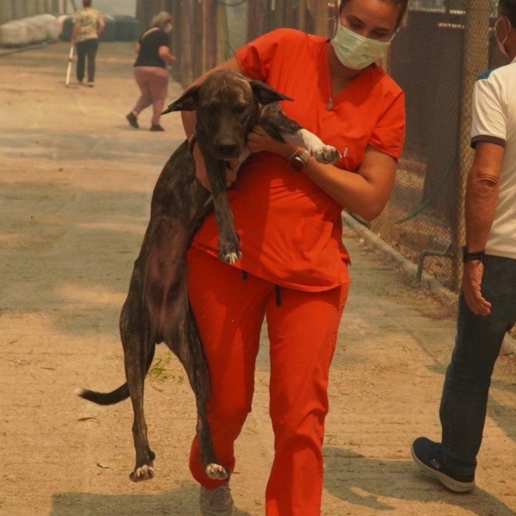 “Sokakta hayvan istenmiyor”; “halk şikayetçi” yalanlarınıza tokat gibi cevap: Bugün İzmir’de barınağı boşaltıp hayvanları yanmaktan kurtarmak için bu halk kendi canını hiçe saydı! Gerçek Türk milleti ile tanışın, BİZ BUYUZ, YAŞATMAK İÇİN YAŞAMIMIZI GEREKİRSE HİÇE SAYARIZ! #izmir