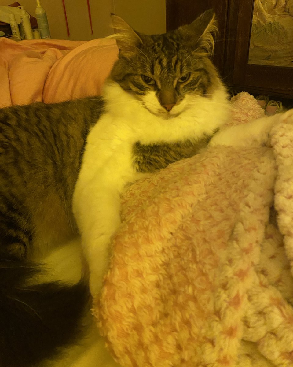 Groscar2's tweet image. Loulou, le Charrain 🔫