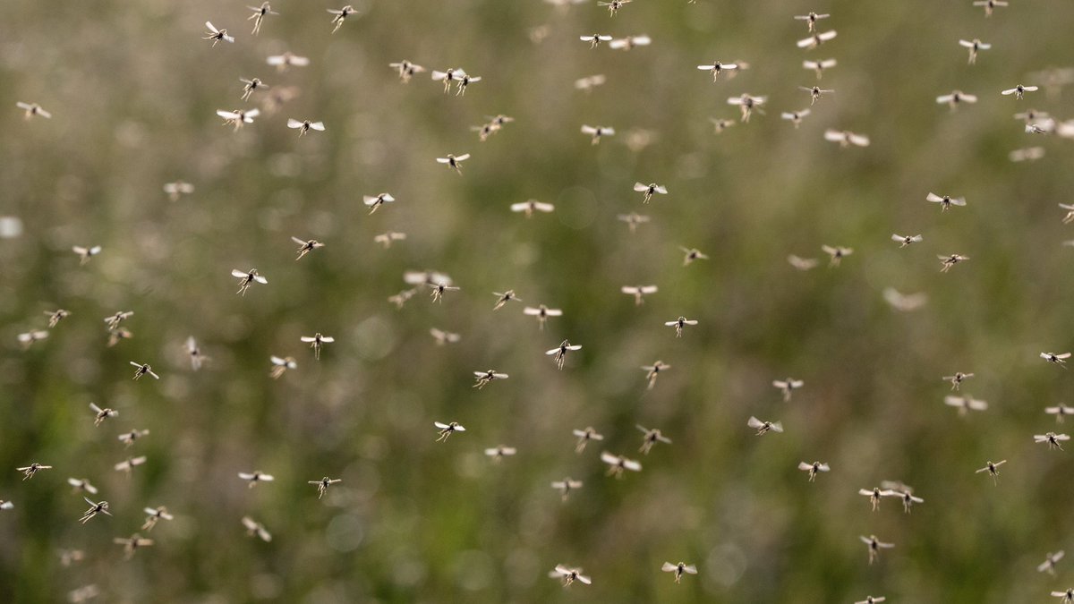 Sharp_LawnCare's tweet photo. As summer winds down, don't let #mosquitoes ruin your last hurrah! 🦟 

Take advantage of our comprehensive #mosquitocontrol service, which we back with our 100% loophole-free satisfaction guarantee.

Call (712) 248-8368 to sign up!

https://t.co/o9pdttf4bP https://t.co/lreITNCO7X