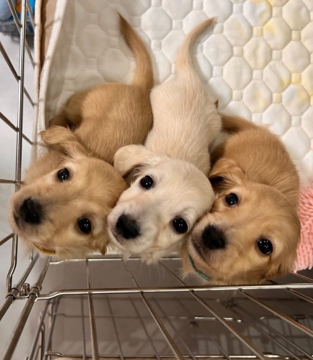 Animal Lover (@animal_fanlover) on Twitter photo 
