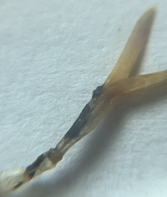 mleggturf's tweet photo. A marathon 🏃♂️of a summer across most of 🇨🇦! Heat, humidity, and moisture extremes. Despite 💪 GP, turf growing in less-than-ideal environments will struggle this late in the race. Anthracnose must be top of mind and #Turfadvisor can help you predict and prevent! @SyngentaTurfCA https://t.co/YHCbEya4QL