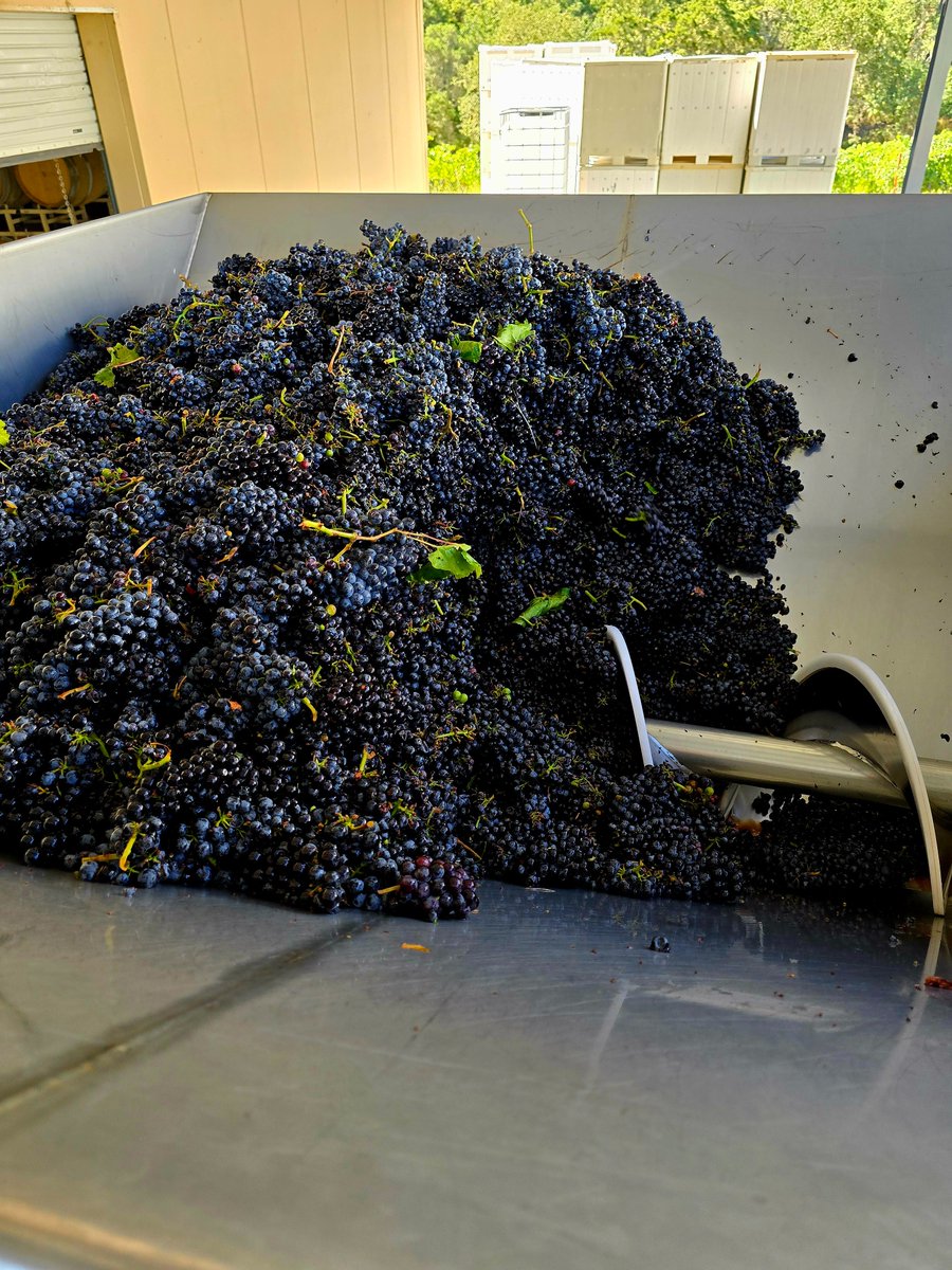 HawleyWines's tweet photo. Just like that, Harvest is Here!🍇🚜
Pinot Noir from the Russian River Valley was the first off the vine this year for us! Our winemakers will be crafting this fruit into a Blanc de Noirs that will release in late 2025. https://t.co/xRrgC4XjAR