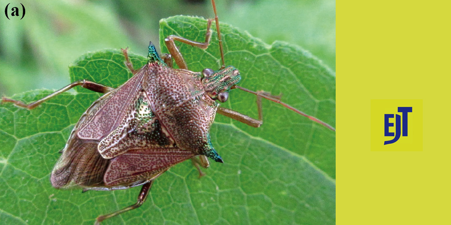 ejtaxonomy's tweet image. [#entomology] Delimiting Cantheconidea Schouteden 1907, with the description of a new genus (Heteroptera: Pentatomidae: Asopinae) ⤵️

✒️ Ricardo Brugnera, Jocelia Grazia, Andrew Maynard, Marcos Roca-Cusachs
🔗 DOI: doi.org/10.5852/ejt.20…
#Heteroptera #entomologist